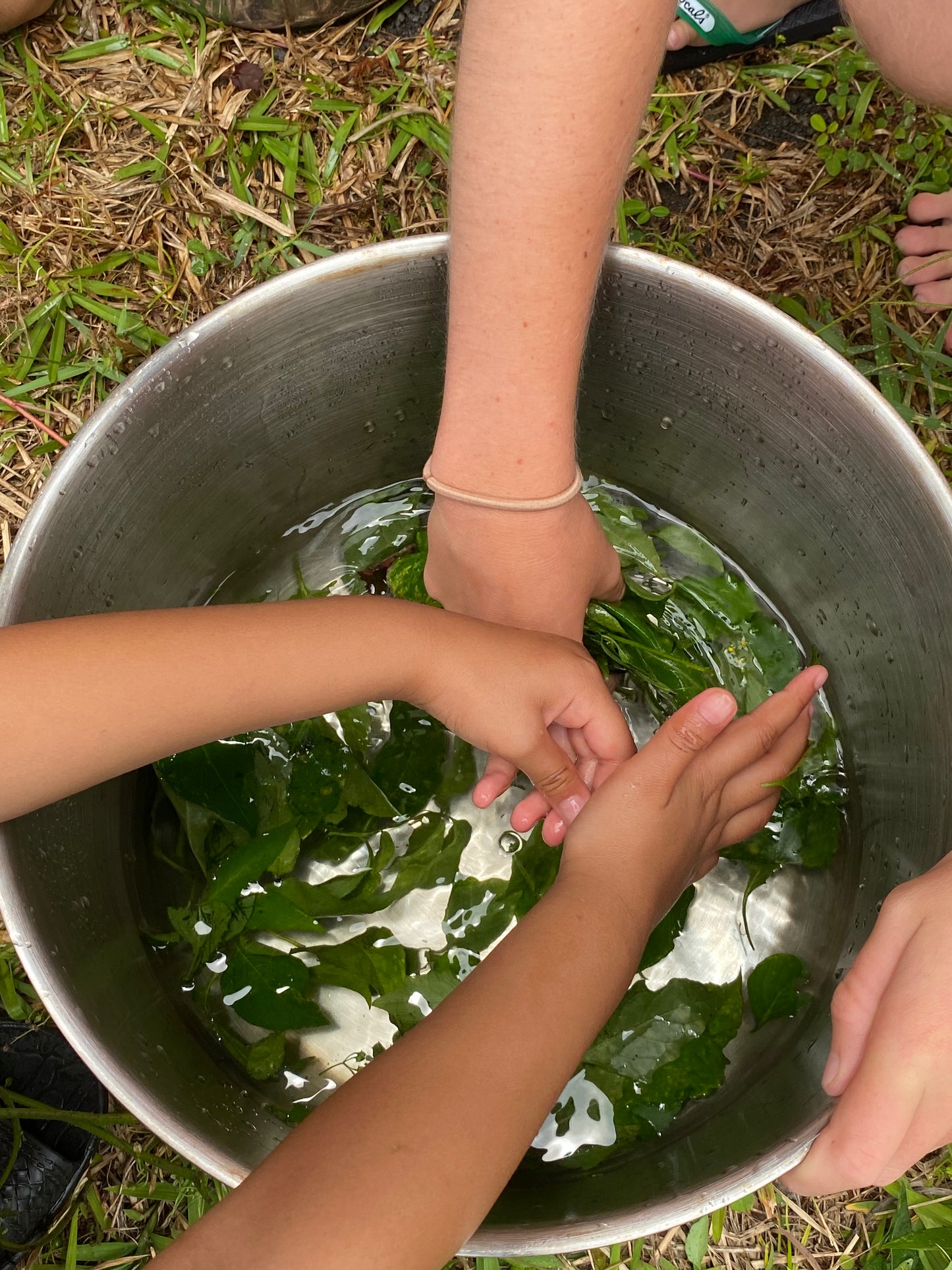 HUIPŪ ME LĀʻAU!  SUMMER Break Keiki Day Workshops - 1 week registration