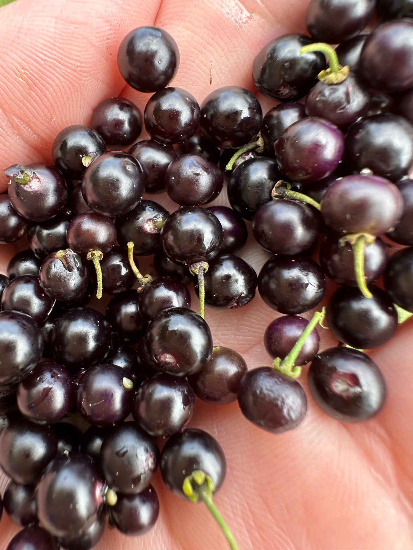 Lāʻau Kit: Pōpolo